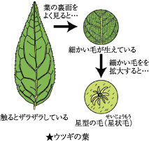 葉の図