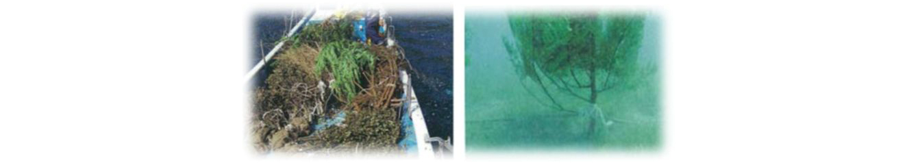アオリイカの産卵礁として間伐材を利用した「しば漬け」づくり（徳島県）の写真