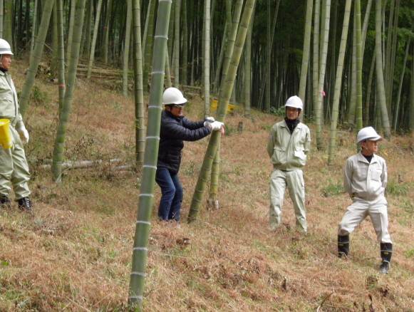 写真：【竹の伐採法の説明】