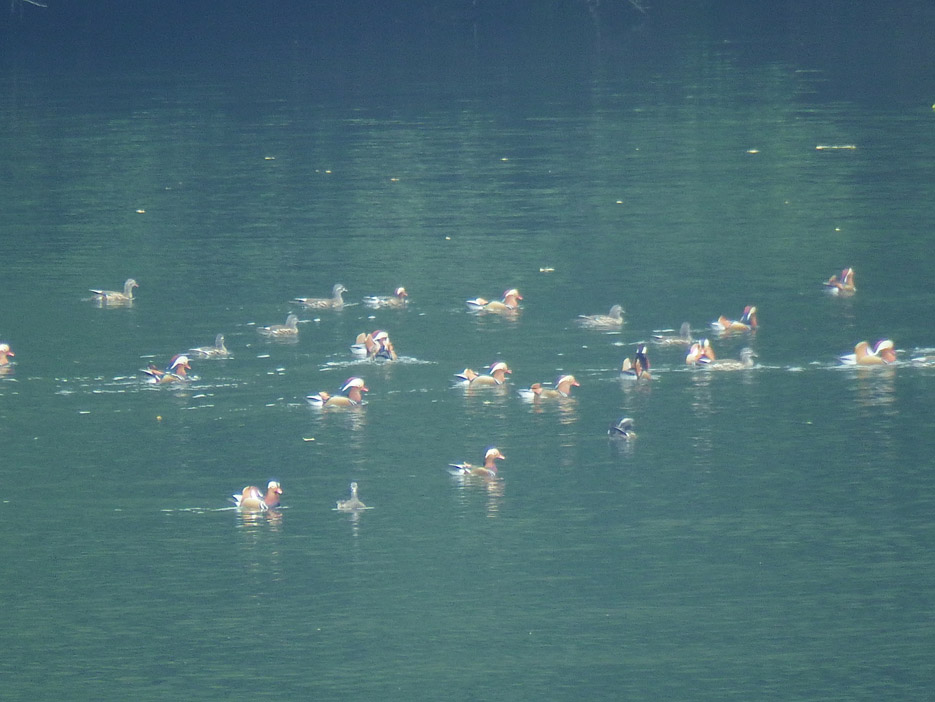 写真：【石手川ダム湖でくつろぐ、オシドリ達】
