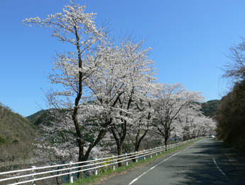 鹿野川湖畔の桜並木
