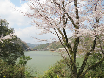鹿野川湖畔の桜並木
