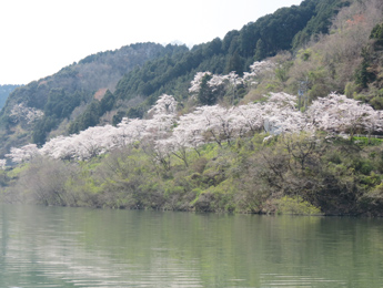 湖畔の桜