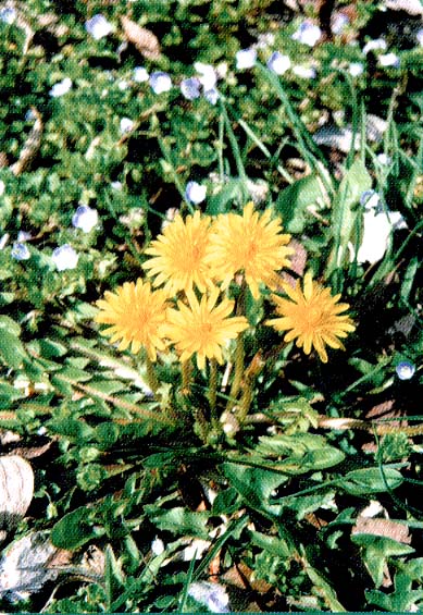 �J���T�C�^���|�|�̊g��ʐ^