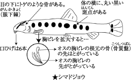 シマドジョウの図