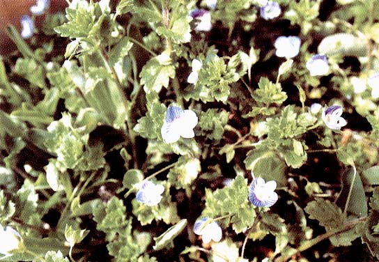 �I�I�C�k�m�t�O���̊g��ʐ^