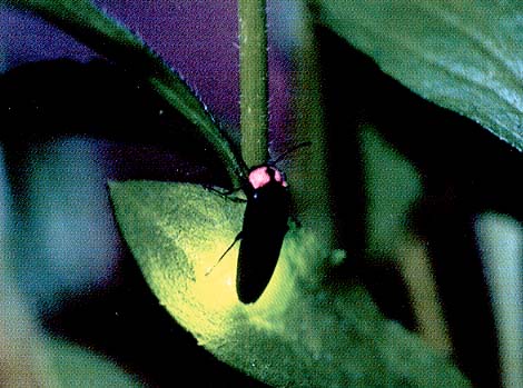 �Q���W�{�^���̊g��ʐ^