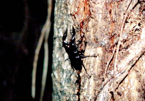 �N���K�^���V�̊g��ʐ^