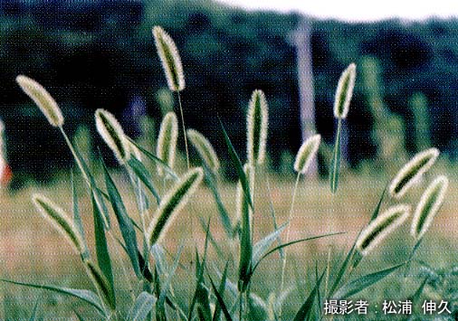 �G�m�R���O�T�̊g��ʐ^