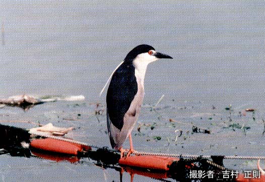 �S�C�T�M�̊g��ʐ^