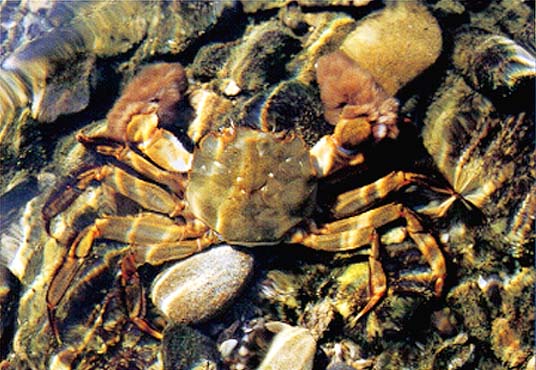 ���N�Y�K�j�̊g��ʐ^