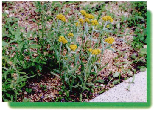 �n�n�R�O�T�̊g��ʐ^