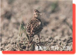 クリックでヒバリの拡大写真へ