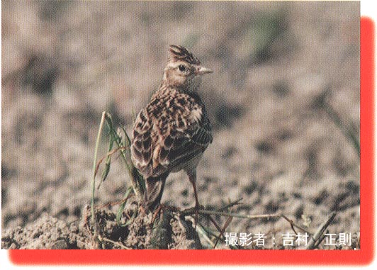 �q�o���̊g��ʐ^