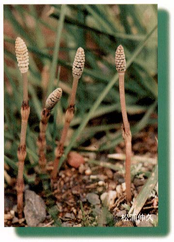 �c�N�V�̊g��ʐ^