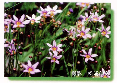 �j���[�L�V���E�̊g��ʐ^