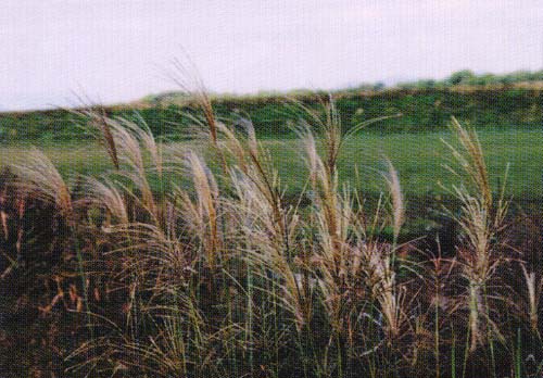 �X�X�L�̊g��ʐ^