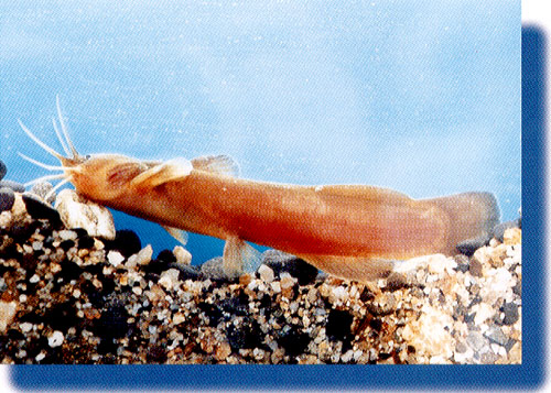 �A�J�U�̊g��ʐ^