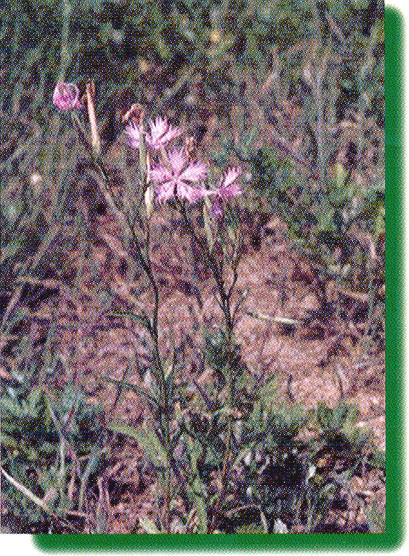 �J�����i�f�V�R�̊g��ʐ^