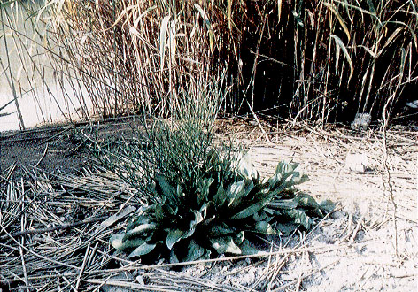 �n�}�T�W�̊g��ʐ^