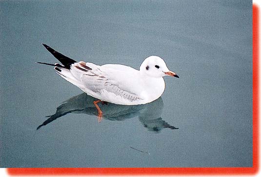 �����J�����̊g��ʐ^