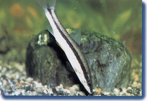 ���M�c�N�̊g��ʐ^