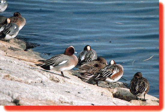 �q�h���K���̊g��ʐ^