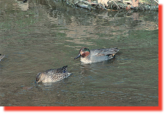 �R�K���̊g��ʐ^