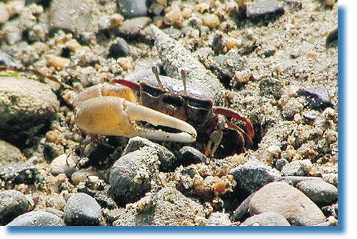 �n�N�Z���V�I�}�l�L�̊g��ʐ^