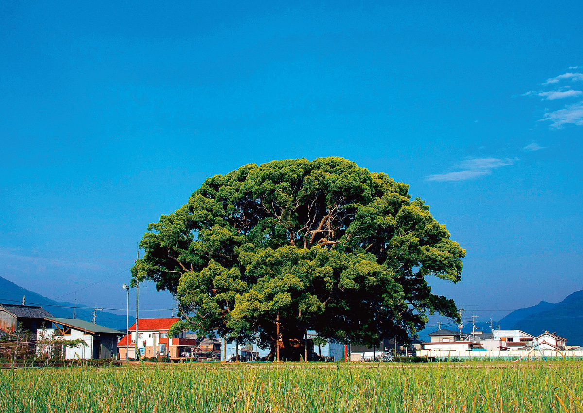 Kamo-no-Okusu, a Giant Camphor Tree With Branches Stretching Toward the Sky