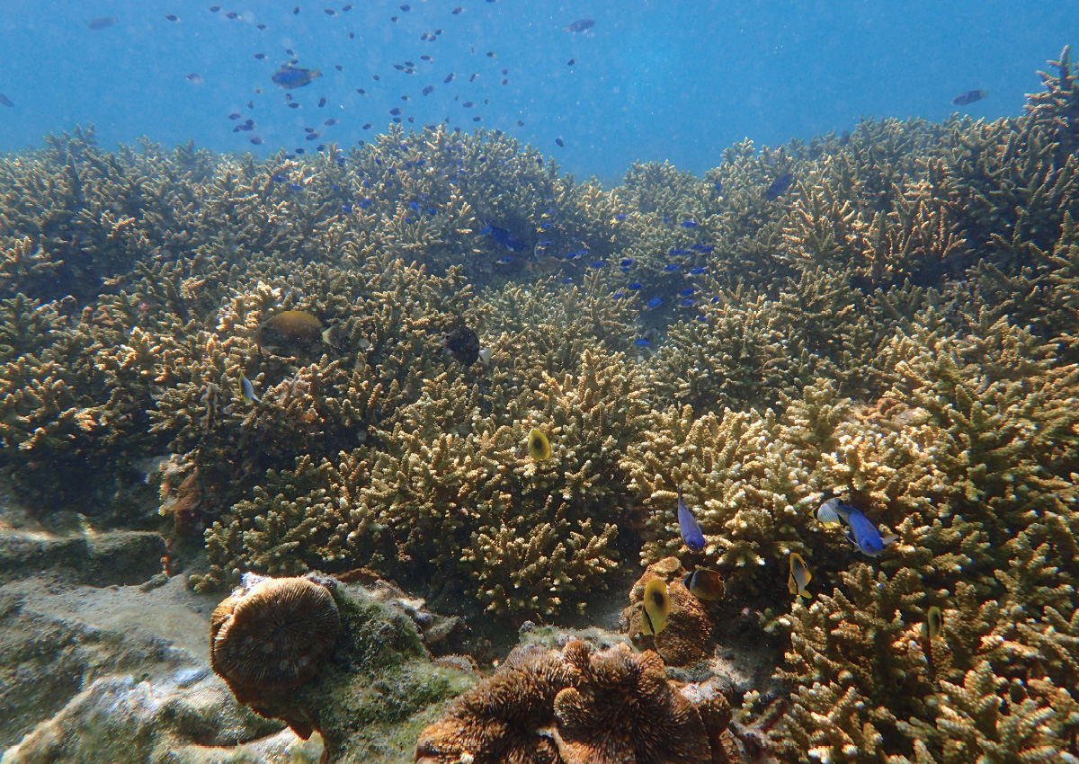 Takegashima Marine Park Underwater Fantasy Cruise