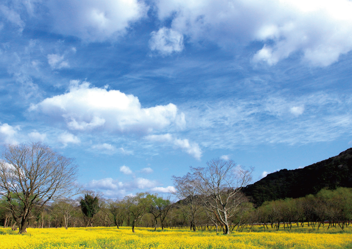 四万十川河畔から眺めるヤナギ林と一面の菜の花