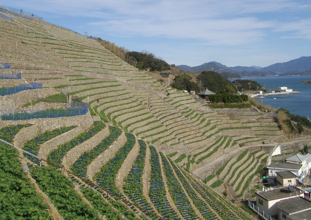 Tilling Toward the Heavens: Yusumizugaura Terraced Fields