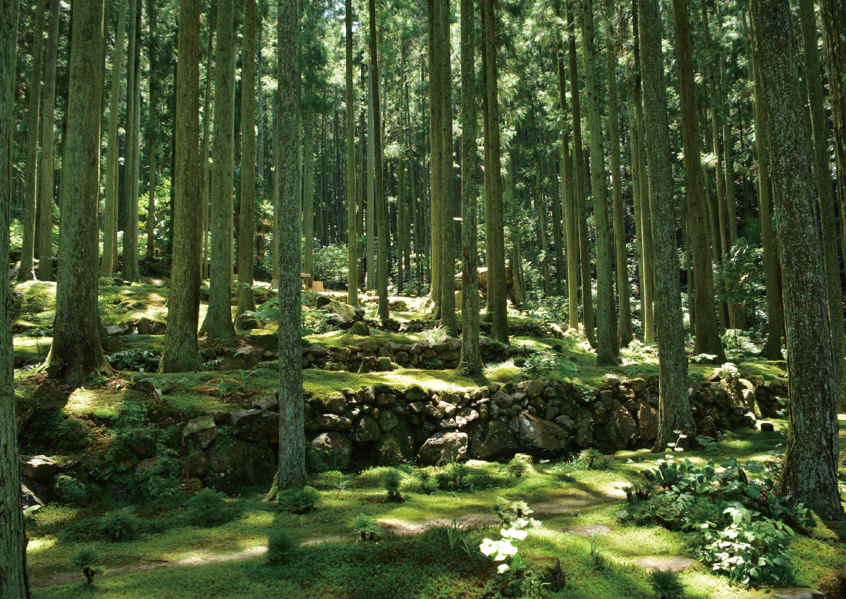 Breathtaking Moss Garden Shrouded in Silence