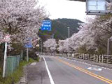 国道11号　桜三里の桜