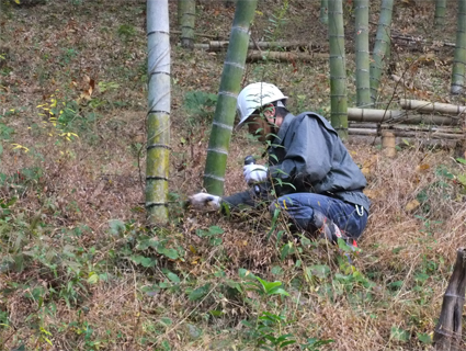 写真：【竹の伐採法の説明】
