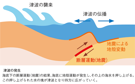 津波の発生 海底下の断層運動(地震)の結果、海底に地殻変動が発生し、その上の海水を押し上げる。この押し上げられた水の塊が津波となり、四方に広がっていく。