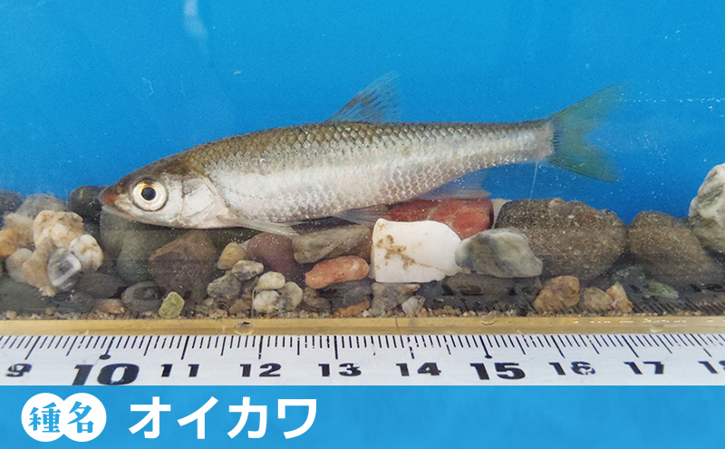オイカワ