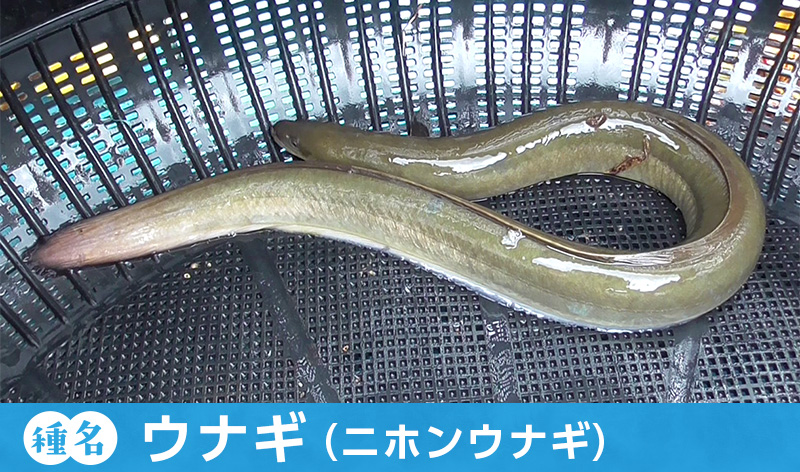 ウナギ（ニホンウナギ）