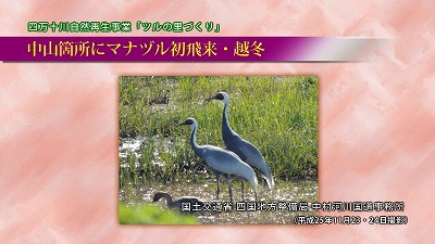 中山箇所にマナヅル初飛来・越冬