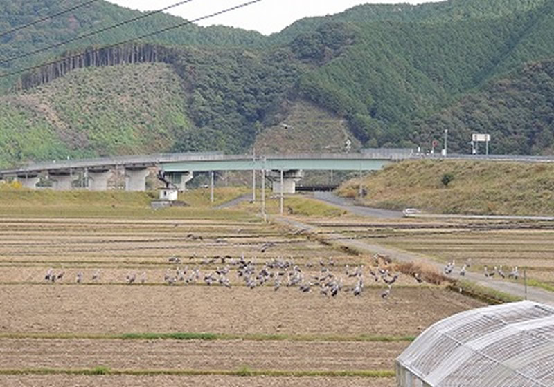 測史上最大の239羽が飛来した時の様子