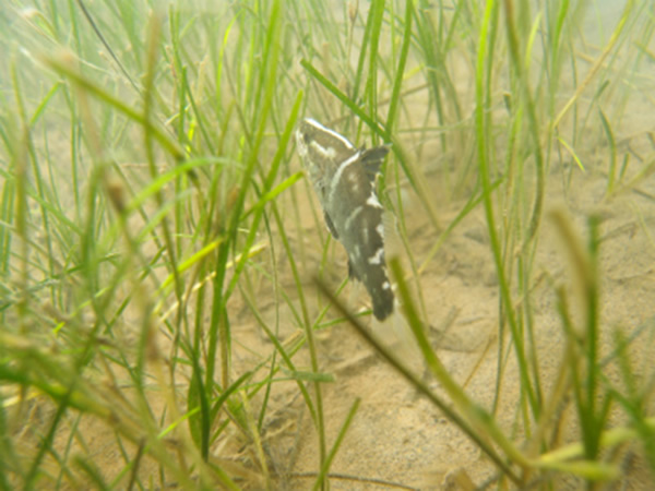 四万十川の大島のコアマモ場で育つアカメの子ども