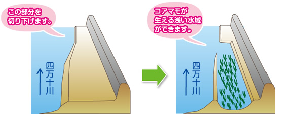 コアマモ場の整備イメージ