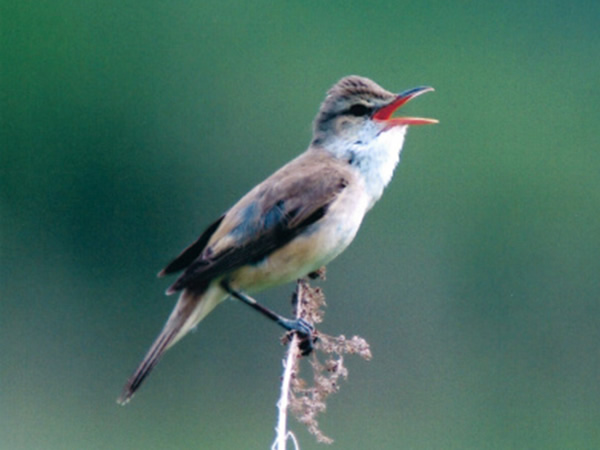 各地で減少している水辺の草地の鳥オオヨシキリ