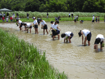 中筋川のツルの里で田植え体験