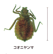 コオニヤンマ