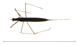 ミズカマキリ