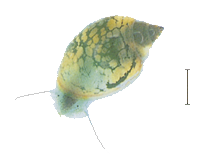 サカマキガイ