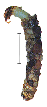 cgrP