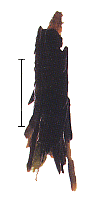 grCgrP